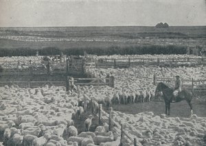 Fårefolde i Australien, 1910 af Unbekannt