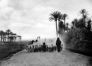 Hyrde får nær Cairo, Egypten, c1920