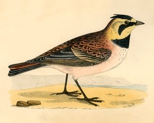 Shore Lark, slutningen af det 19. århundrede. af Unbekannt