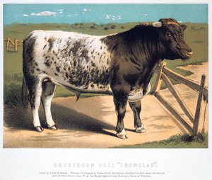 Shorthorn Bull Ironclad, 1875 af Unbekannt