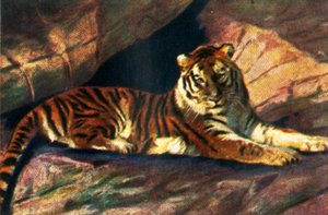 Sibirisk tiger, c1928. af Unbekannt