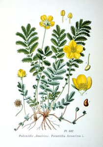 Silverweed, 1893 af Unbekannt