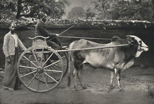 Singhalesisches Zebufuhrwerk, 1926 af Unbekannt