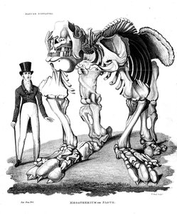 Skelet af Megatherium, uddød kæmpe jorddovendyr, 1823 af Unbekannt