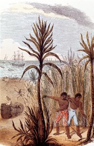Slaver, der dyrker sukkerrør i Vestindien, 1852 af Unbekannt