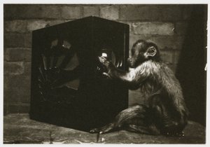 Lille abe, der leger med skiverne på en radio, taget af en ukendt fotograf omkring 1935 af Unbekannt