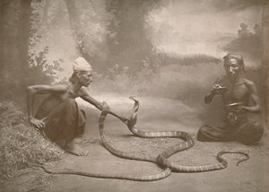 Slangebekæmpere med Hamadryads Kuy Cobras, 1900. af Unbekannt