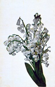 Vintergæk, fransk blomsterpostkort, c1900 af Unbekannt