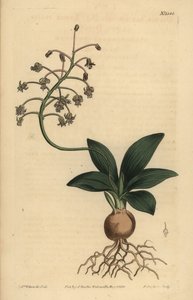 Sydindisk fjel, Ledebouria revoluta (mindre almindeligt bladede drimia, Drimia lanceaefolia) af Unbekannt