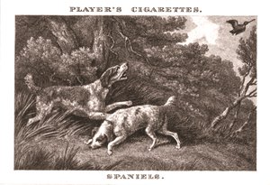 Spaniels, 1924. af Unbekannt