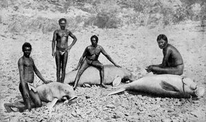 Speared manatee, det nordvestlige Australien, 1922 af Unbekannt