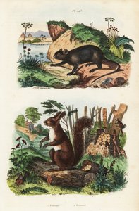 Spiny tree rotte, Echimys chrysurus 1, og eurasisk rødt egern, Sciurus vulgaris af Unbekannt