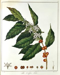 Kvist kaffe Coffea arabica viser blomster og bønner, 1798 af Unbekannt