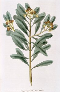 Kvist hvid kanel Canella alba, 1823 af Unbekannt