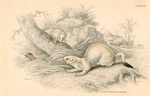 Stoat Mustela erminea, medlem af væselfamilien, 1828 af Unbekannt