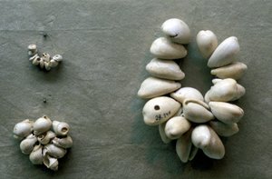 Strenge af Cowrie-skaller af Unbekannt
