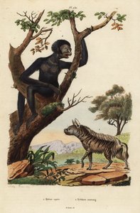 Stribet hyæne, Hyaena hyaena 1 og siamang, Symphalangus syndactylus, truet 2 af Unbekannt