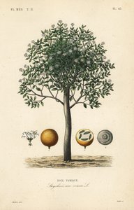 Strychnine tree, nux vomica, giftnød eller sædstrychnos, Strychnos nux-vomica, Noix vomique af Unbekannt