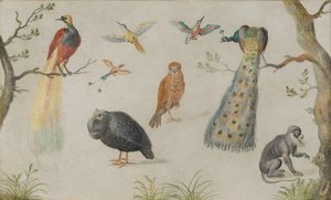 Studie af fugle og aber, 16601670. af Unbekannt