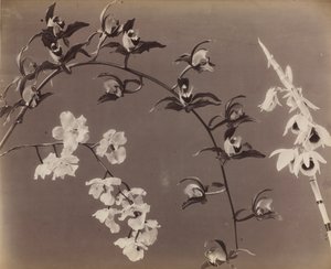 Undersøgelse af orkideer, ca. 1870