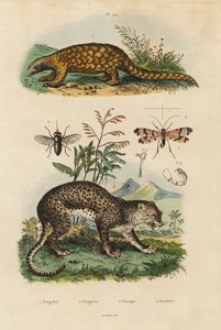 Sunda pangolin, Manis javanica, kritisk truet 1, leopard, Panthera pardus 4, hesteflue, Tabanus rostratus 3, skorpionflue, Panorpa communis 3 af Unbekannt