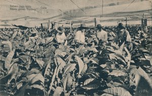 Tobak under markise. Skyggedyrket tobak - Cuba, c1900 af Unbekannt