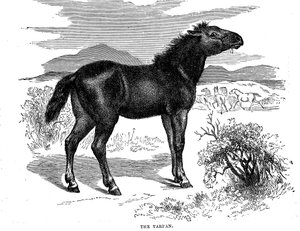 Tarpan, 1884 af Unbekannt