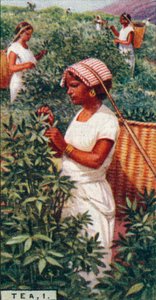 Tea, 1. - Plukke bladene, Ceylon, 1928 af Unbekannt