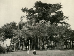 The Banyan Tree, Barrackpore, 1870, 1925. af Unbekannt