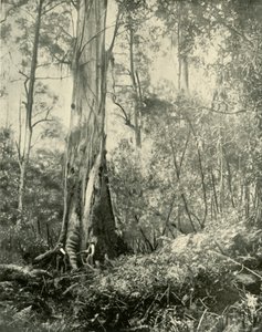 Baronen, et kendt højt træ, 1901. af Unbekannt