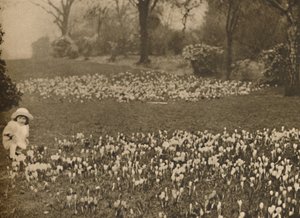 Forårets krokustæppe, c1935. af Unbekannt