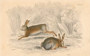 Haren Lepus europaeus, 1828 af Unbekannt