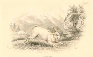 Haren Lepus europaeus, 1828 af Unbekannt