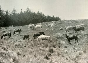 De manchuriske ponyer på Quail Island, Port Lyttelton, c1907, 1909 af Unbekannt
