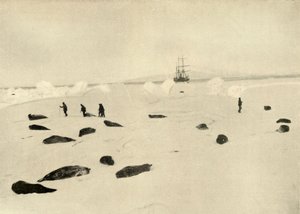 Nimrod ved Pram Point den 4. marts 1909 af Unbekannt