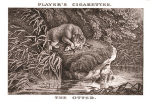 Otteren, 1924. af Unbekannt