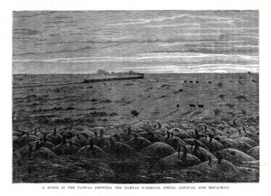 Pampas-jernbanen, Sydamerikansk lavland, 1877 af Unbekannt