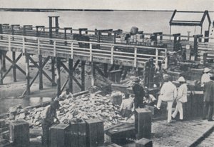 The Pearl Fishing Industry - Packing Shell, 1923. af Unbekannt