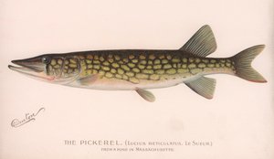 Pickerel Lucius Reticulatus. Le Sueur., ca. 1920