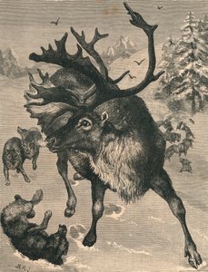 Rensdyret, c1800-tallet af Unbekannt