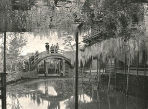 Te New Ginoike Pon d Plan d Wisteria, Kameido, Toi, Japan, 1895. af Unbekannt