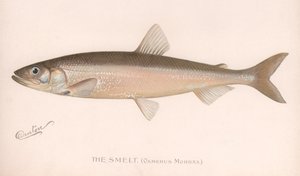 Smeet Osmerus Mordax., ca. 1920