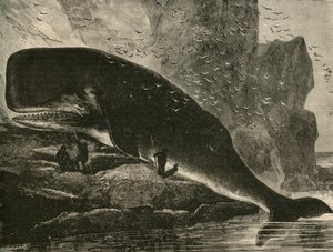 Sperm-Whale, 1882. af Unbekannt
