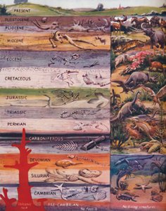 The Succession of Life in the Rocks, 1935 af Unbekannt