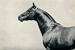 Hovedet af fuldblods væddeløbshest, Radium, c1910 af Unbekannt