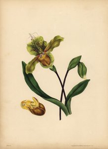 Den ædle dames tøffel, Cypripedium reginae, lighed af Unbekannt