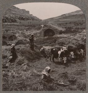 Tærskekorn nær Jacobs Brønd, ca. 1900 af Unbekannt