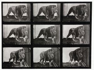 Time-lapse-billeder af en løve, der går rundt i sit bur af Unbekannt