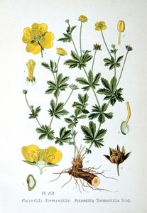 Tormentil, 1893 af Unbekannt