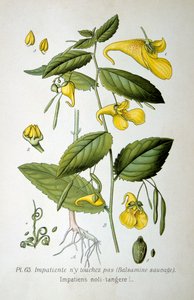 Rør-mig-ikke-balsam, 1893 af Unbekannt